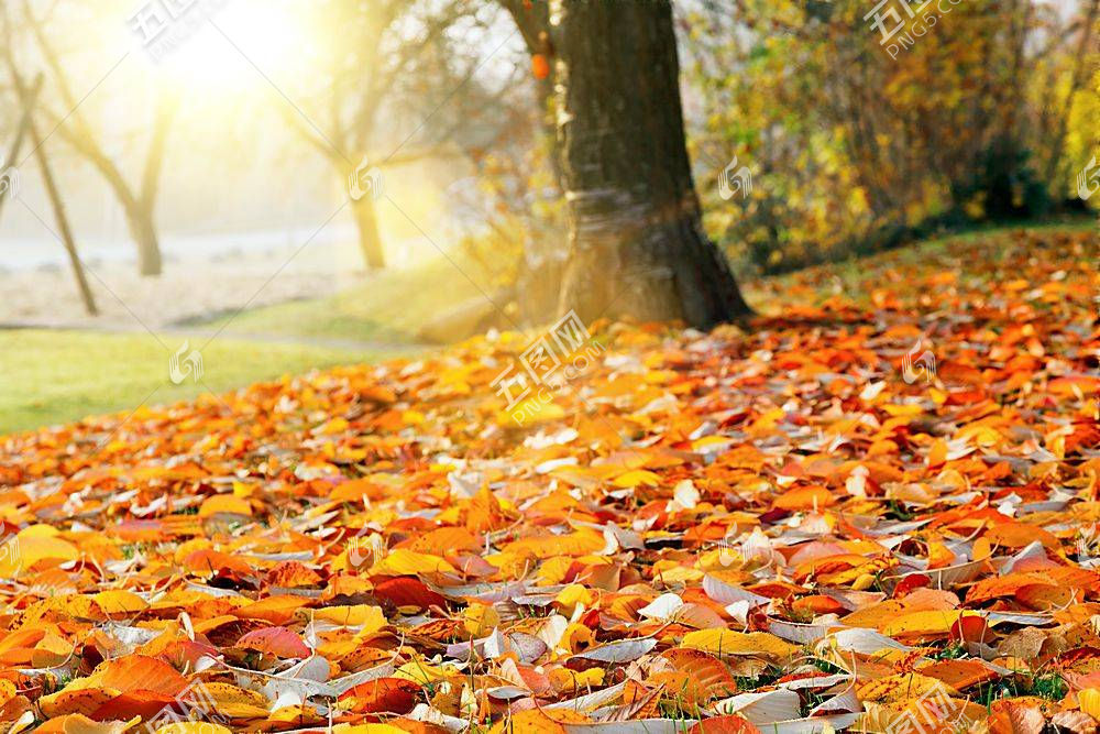 秋季阳光落叶图片