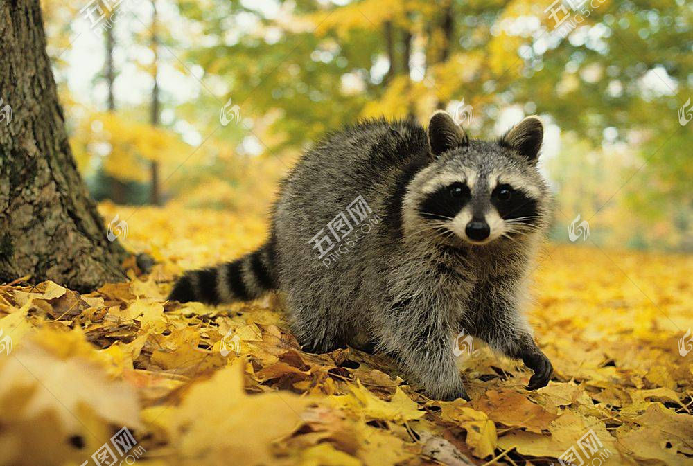 秋季森林的动物图片